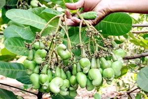 Gần 500 cây điều vô cớ bị chặt phá