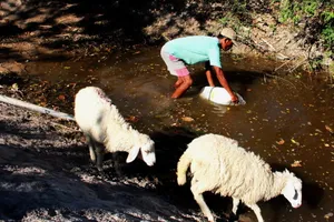 Những vũng nước cứu làng