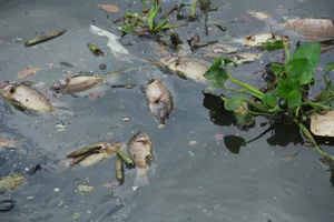 Cá chết nổi trắng kênh Nhiêu Lộc – Thị Nghè