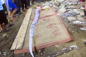 Người dân làm lễ mai táng “Cá khủng” 