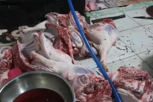 Ớn lạnh với lò mổ heo lậu