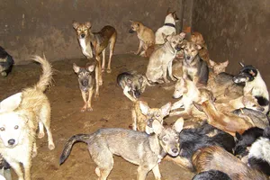 Phạt gần 5 triệu đồng vì chở chó không kiểm dịch