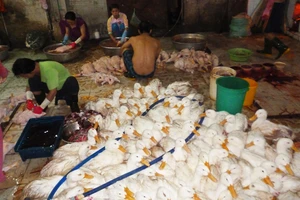 Gia cầm lậu thấy làm hết muốn ăn?