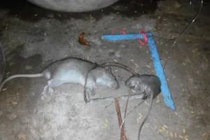 Cà Mau: Thêm một người chết vì tai nạn điện