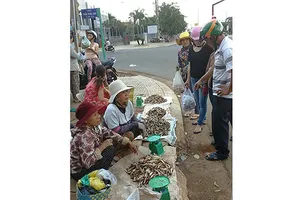 Quê tôi, mùa nấm mối