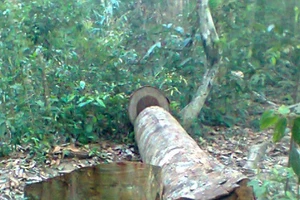 Ba cây sa mu dầu to lớn trong khu bảo tồn thiên nhiên bị chặt hạ