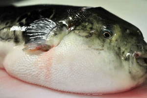 Cứu sống ba cha con bị ngộ độc cá nóc