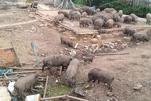 Trại heo rừng gây ô nhiễm vẫn chăn thả công khai giữa TP.HCM 
