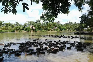 Cù lao vịt trời giữa sông Đồng Nai