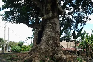 ‘Cụ’ cây kỳ lạ ở cù lao xứ bưởi Đồng Nai