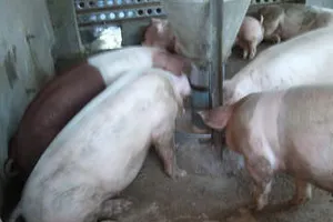 Có thể nuôi heo siêu nạc mà không sử dụng chất cấm