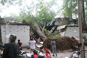 Cây cổ thụ đè sập hai phòng của Cung văn hóa Lao Động