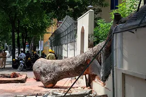 Cây cổ thụ đổ sập vào hàng rào trụ sở Lãnh sự quán Nga