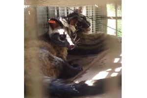 Giải cứu bảy cá thể cầy quý hiếm nằm trong danh sách đỏ