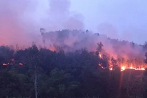 Rừng thông vẫn đang cháy dữ dội ở Nghệ An