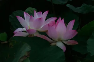 Nghệ sĩ Xuân Anh ‘hành phương Bắc’ với 60 bức ảnh sen