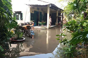 Vườn mai, ao cá ngập nặng sau mưa