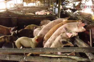 Clip trại heo gây ô nhiễm ở huyện Bình Chánh 