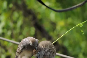 Chùm ảnh: Cảm động thay chim mái chăm sóc chim trống bị thương