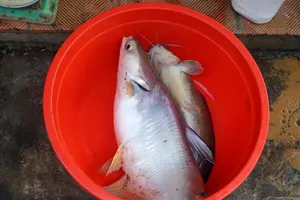 Bắt được cá basa 'khủng' 9 kg trên sông Đồng Nai