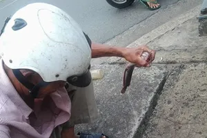 Độc đáo nghề câu cá trê ngay giữa đường phố
