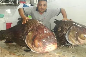 Ngư dân Thái Bình bán hớ cá 'thần tài' 1,5 tỉ đồng