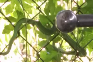 Rắn lục đuôi đỏ đu bên cửa ở Sài Gòn