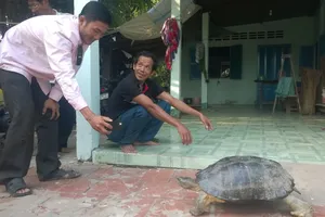 Rùa 'khủng' đi lạc đã được trao trả cho chủ nuôi