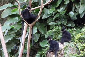 Thủ tướng tặng bằng khen cho người chăn voọc gáy trắng