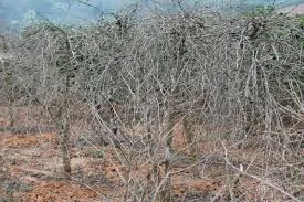 Học sinh bị cành cây cà phê đâm hư luôn mắt