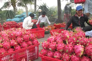 Bị trộm hơn nửa tấn Thanh Long