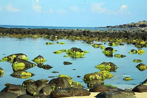 Nghi tảo độc là tác nhân gây cá chết ở đảo Phú Quý