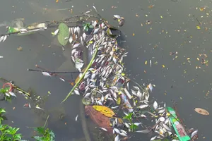 Cá nổi dày đặc trên sông An Cựu