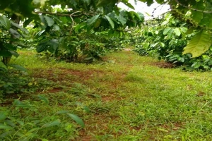 Nổ mìn trong rẫy cà phê, 1 người đàn ông tử vong