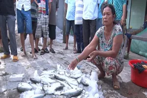 Huế: Dân điêu đứng vì cá lồng chết bất thường