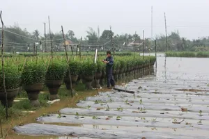 Quảng Ngãi: Đã có 6 người tử vong trong lũ