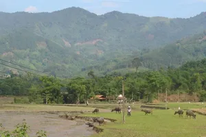 Đầu năm 2017 'làng bệnh lạ' ở Quảng Ngãi có điện đường 