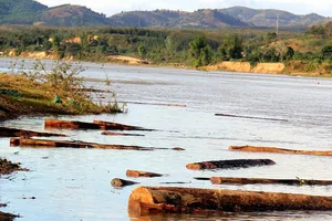 Vụ bè gỗ trôi sông: Chủ bãi tập kết là con lãnh đạo?