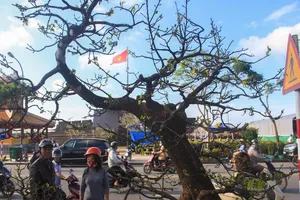 Cây mai tiền tỉ tại chợ hoa xuân ở Huế