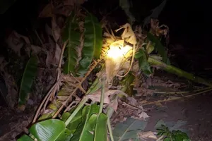 Đàn voi rừng kéo về nhà dân tìm thức ăn