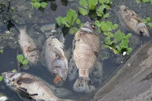 Cá chết bất thường nổi lềnh bềnh trên mặt hồ ở Đà Nẵng