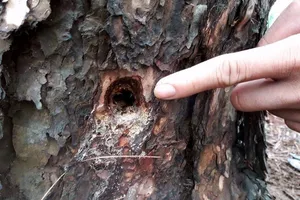 Rừng thông ở Gia Lai bị bức tử 