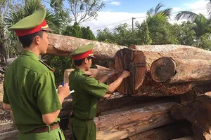 Xưởng chế biến gỗ không phép nằm sát bìa rừng