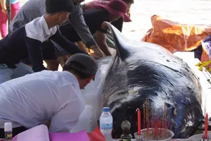 Quảng Ngãi: Táng cá voi nặng khoảng 700 kg