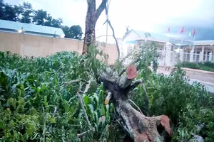 Cây muồng đè chết 1 người, làm 5 người bị thương