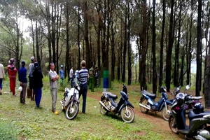 Thi thể người đàn ông treo cổ trên cây thông