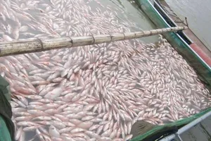 60 tấn cá chết bất thường, Kon Tum ra văn bản hỏa tốc