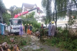 Nhiều cổ thụ ở Đà Lạt gãy đổ, 3 người bị thương 