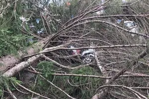 Cô gái ở Đà Lạt thoát chết khi cây tùng đổ ra đường