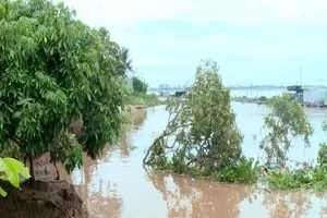 Liên tiếp sạt lở khu vực giáp sông Tiền